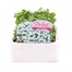 Arabis Snowdrop 6 Pack Boxed Bedding Alternative Image