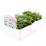 Arabis Snowdrop 6 Pack Boxed Bedding Alternative Image