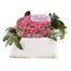 Arabis Spring Charm 6 Pack Boxed Bedding Alternative Image