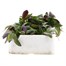 Arabis Spring Charm 6 Pack Boxed Bedding Alternative Image