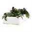 Arabis Spring Charm 6 Pack Boxed Bedding Alternative Image