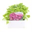 Arabis Treasure Deep Rose 6 Pack Boxed Bedding Alternative Image