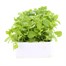 Arabis Treasure Deep Rose 6 Pack Boxed Bedding Alternative Image