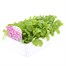 Arabis Treasure Deep Rose 6 Pack Boxed Bedding Alternative Image