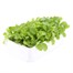 Arabis Treasure Deep Rose 6 Pack Boxed Bedding Alternative Image