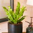 Asplenium Crispy Wave Houseplant - 12cm PotAlternative Image1