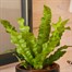 Asplenium Crispy Wave Houseplant - 12cm PotAlternative Image2