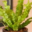 Asplenium Crispy Wave Houseplant - 12cm PotAlternative Image3