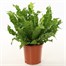 Asplenium Crispy Wave Houseplant - 12cm PotAlternative Image4