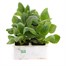 Aster Milady 6 Pack Boxed BeddingAlternative Image2