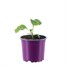 Aubergine Pinstripe 10.5cm Pot VegetableAlternative Image1
