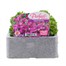 Aubrieta Kitte Blue 6 Pack Boxed Bedding Alternative Image