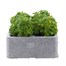Aubrieta Kitte Blue 6 Pack Boxed Bedding Alternative Image