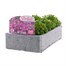 Aubrieta Kitte Blue 6 Pack Boxed Bedding Alternative Image