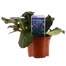 Ajuga Reptans 'Braunherz' 10.5cm Pot Bedding  Alternative Image