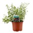 Thyme Lemon Varigated 10.5cm Pot Bedding  Alternative Image
