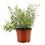 Thyme Lemon Varigated 10.5cm Pot Bedding  Alternative Image