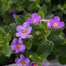 Bacopa Blue 10.5cm Pot BeddingAlternative Image2