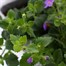 Bacopa Blue 10.5cm Pot BeddingAlternative Image1