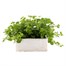 Bacopa Cabana Hot White Jumbo 6 Pack Boxed BeddingAlternative Image2