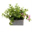 Bacopa Collection Mixed 6 Pack Boxed BeddingAlternative Image2