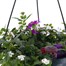 Bacopa Verbena Mixed 25cm Hanging Pot Bedding Basket Alternative Image