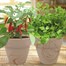 Bee Friends Fiery Flavours Chili & Coriander Grow Set Duo (151184) Alternative Image