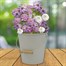 Bee Friends Nigella & Iberis Summer Grow Set Bucket (018456) Alternative Image