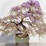Bee Friends Nuture & Grow Wisteria Bonsai Grow Set (151186) Alternative Image