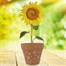 Bee Friends Sunflower Pygmy Grow Set Pot (018465) Alternative Image