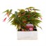 Begonia Bossa Nova Pink Jumbo 6 Pack Boxed BeddingAlternative Image1