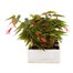 Begonia Bossa Nova Pink Jumbo 6 Pack Boxed BeddingAlternative Image2