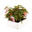 Begonia Bossa Nova Pink Jumbo 6 Pack Boxed BeddingAlternative Image3