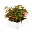Begonia Bossa Nova Pink Jumbo 6 Pack Boxed BeddingAlternative Image4