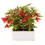 Begonia Bossa Nova Red Jumbo 6 Pack Boxed BeddingAlternative Image2