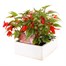 Begonia Bossa Nova Red Jumbo 6 Pack Boxed BeddingAlternative Image3