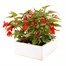 Begonia Bossa Nova Red Jumbo 6 Pack Boxed BeddingAlternative Image4
