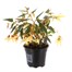 Begonia Bossa Nova Yellow 13cm Pot BeddingAlternative Image1