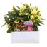 Begonia Bossa Nova Yellow Jumbo 6 Pack Boxed BeddingAlternative Image1