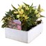 Begonia Bossa Nova Yellow Jumbo 6 Pack Boxed BeddingAlternative Image2