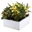 Begonia Bossa Nova Yellow Jumbo 6 Pack Boxed BeddingAlternative Image3