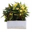 Begonia Bossa Nova Yellow Jumbo 6 Pack Boxed BeddingAlternative Image4