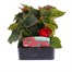 Begonia Nonstop Deep Red 6 Pack Boxed BeddingAlternative Image1