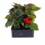 Begonia Nonstop Deep Red 6 Pack Boxed BeddingAlternative Image2