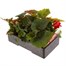 Begonia Nonstop Deep Red 6 Pack Boxed BeddingAlternative Image3