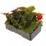 Begonia Nonstop Deep Red 6 Pack Boxed BeddingAlternative Image4