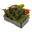 Begonia Nonstop Deep Red 6 Pack Boxed BeddingAlternative Image4