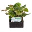 Begonia Nonstop White 6 Pack Boxed BeddingAlternative Image1