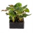 Begonia Nonstop White 6 Pack Boxed BeddingAlternative Image2