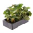 Begonia Nonstop White 6 Pack Boxed BeddingAlternative Image4